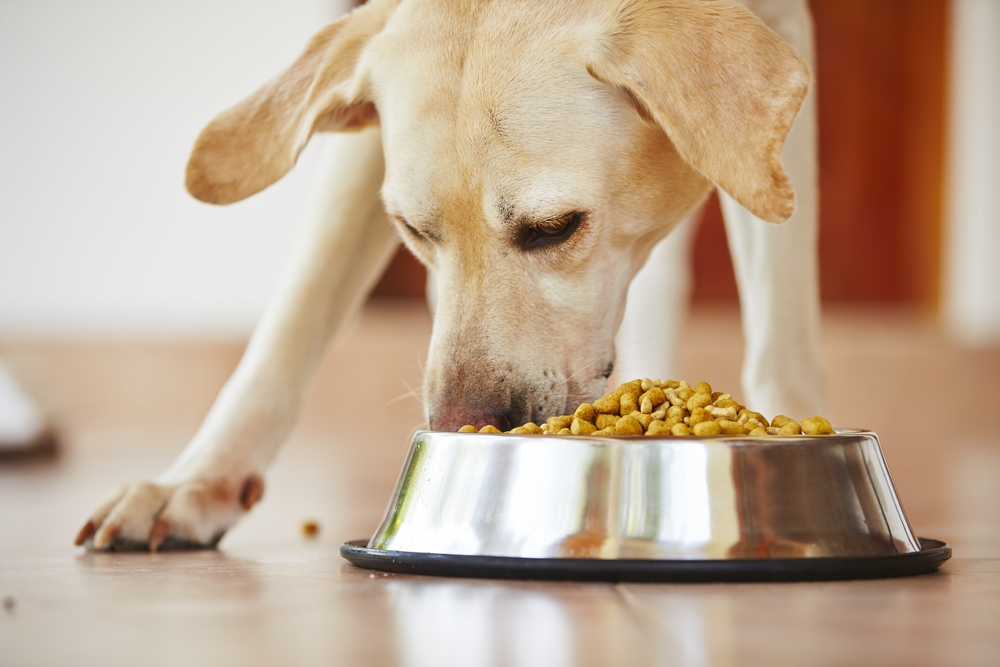 cuánto debe comer un perro al día