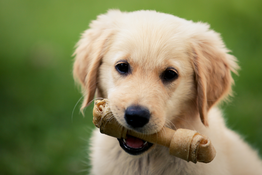 Juguetes para cachorros de un fashion mes