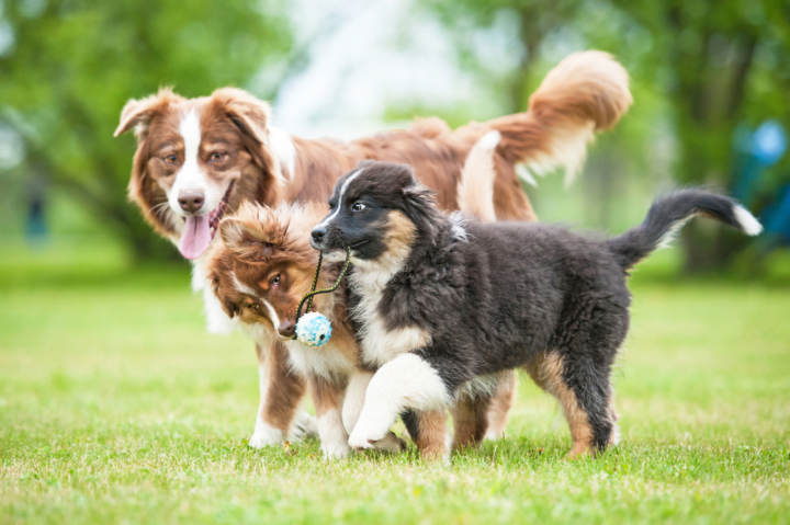 Cómo jugar con un cachorro