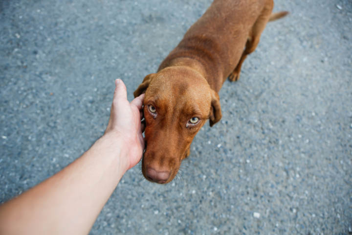 animales abandonados