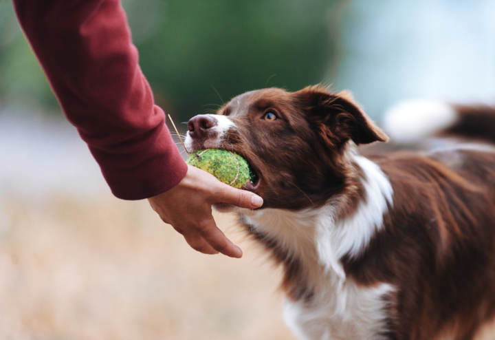 juguetes preferidos por los perros