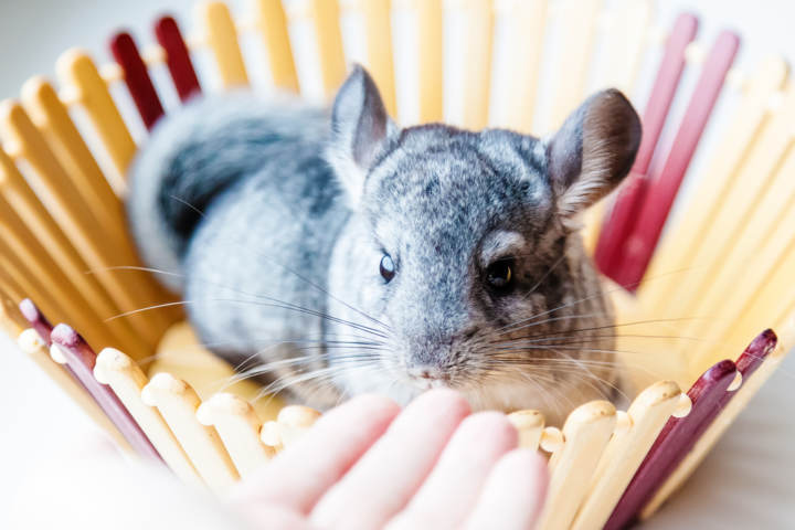 chinchilla doméstica