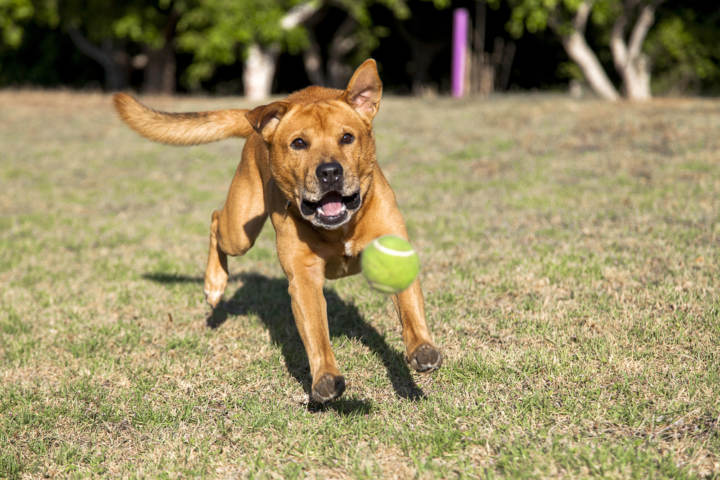 enseñar a un perro a traer la pelota