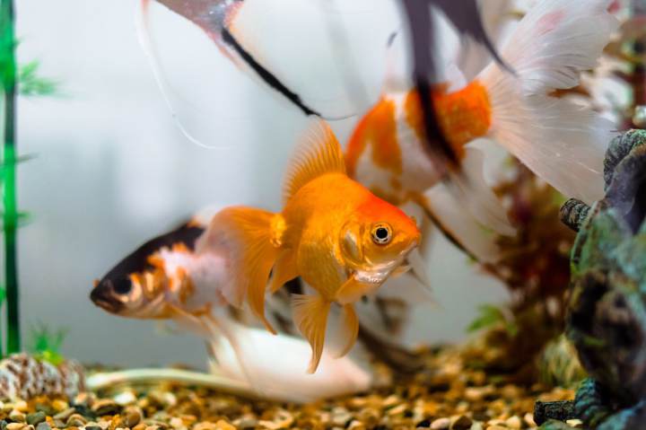Mi pez no come y se queda en el fondo: 7 posibles causas - Consejos Miscota