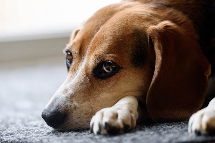 Cómo evitar la otitis en los perros