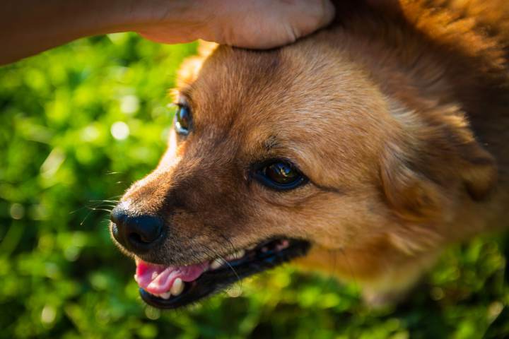 Tener un perro en casa