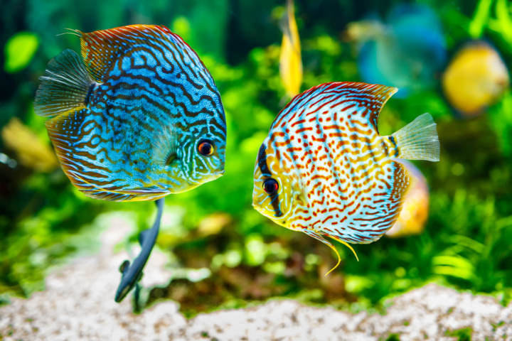 Tipos de peces tropicales