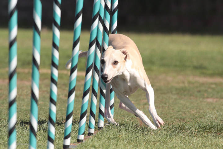 juguetes agility,