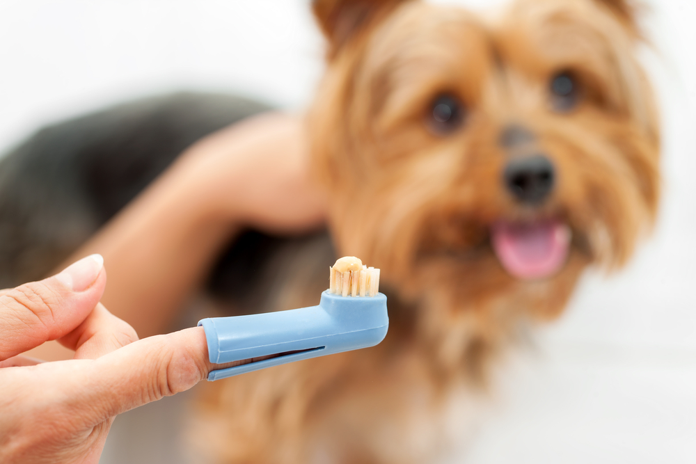 higiene dental en perros pequeños