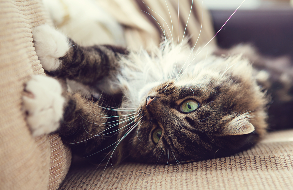 4 trucos para que tu gato no arañe el sofá - Consejos Miscota