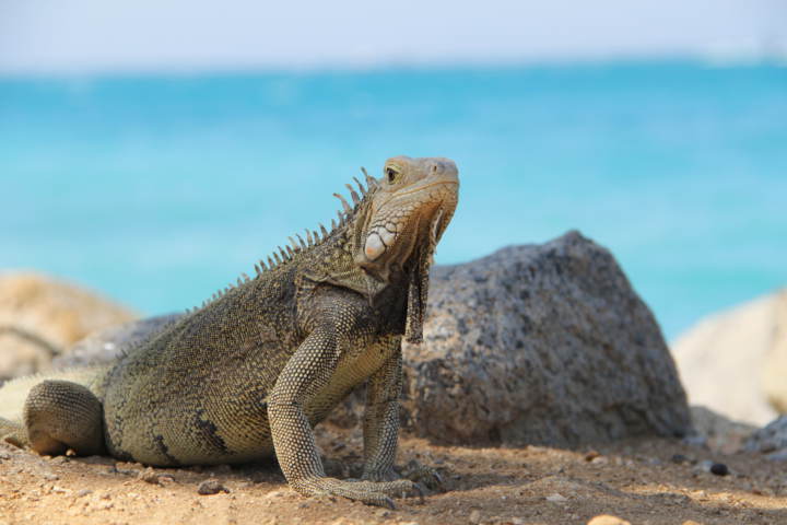 Cuánta agua darle a una iguana adulta