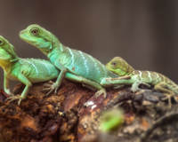 Qué dar de comer a mi lagartija