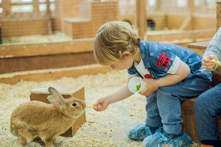 mascotas para niños en casa