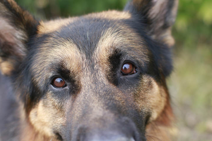 Cómo limpiar los ojos de los perros