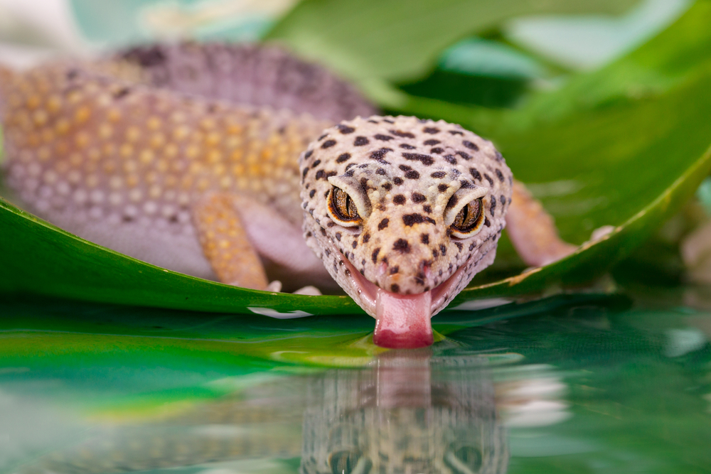 Cuánta agua dar a un gecko