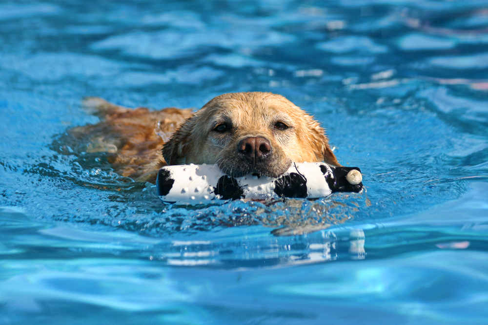 juguetes acuáticos para perros