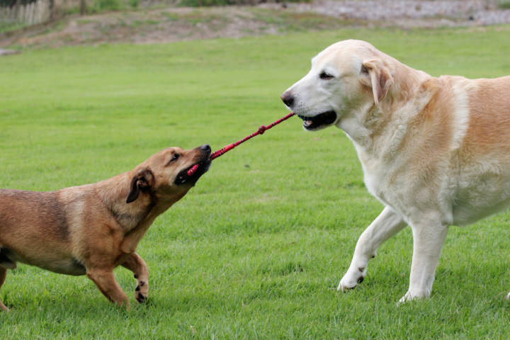 juguetes de cuerda para perros