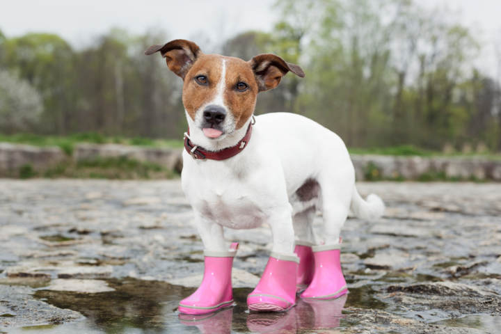 Hipócrita salud dinero Zapatos para perros: cómo enseñarle a caminar con ellos - Consejos Miscota