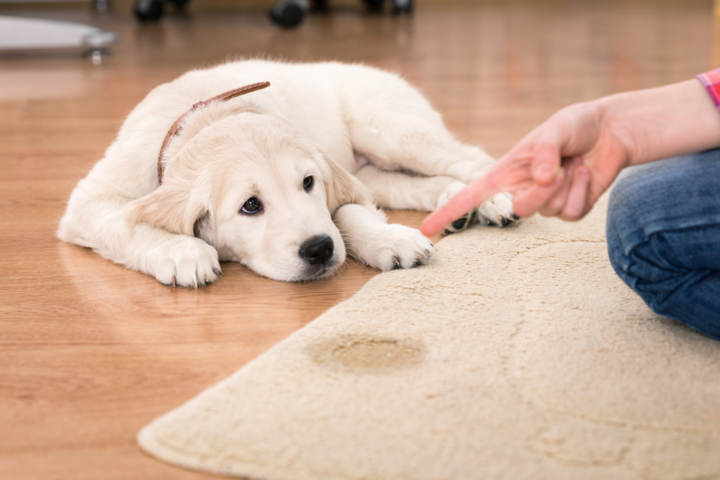 Cómo entrenar cachorros para ir baño