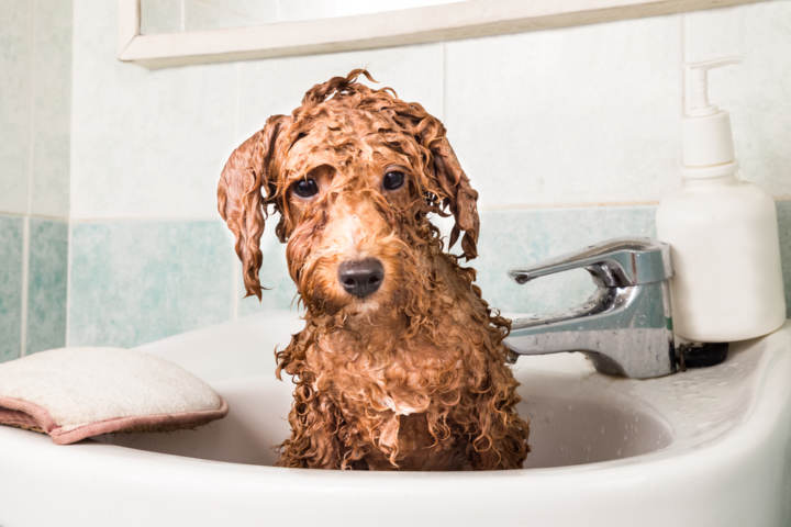 Cómo bañar a un cachorro