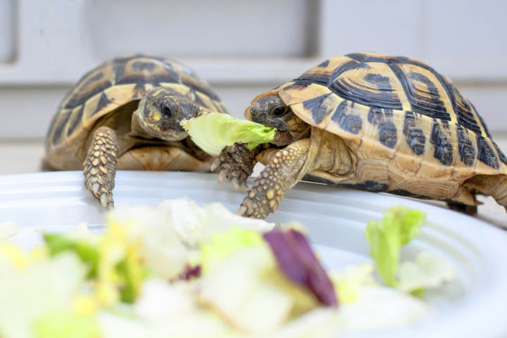 Qué snacks hay para tortugas