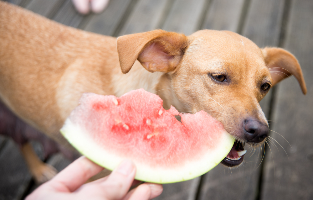 10 frutas y verduras recomendadas para perros