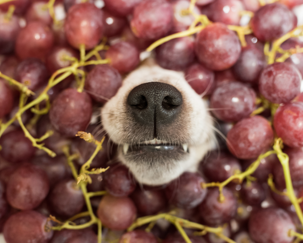 Los perros pueden comer frutas