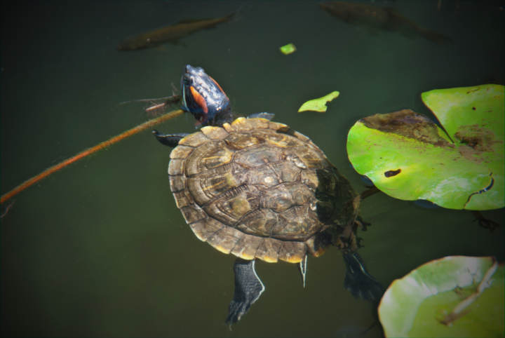 Cuánta agua toman las tortugas