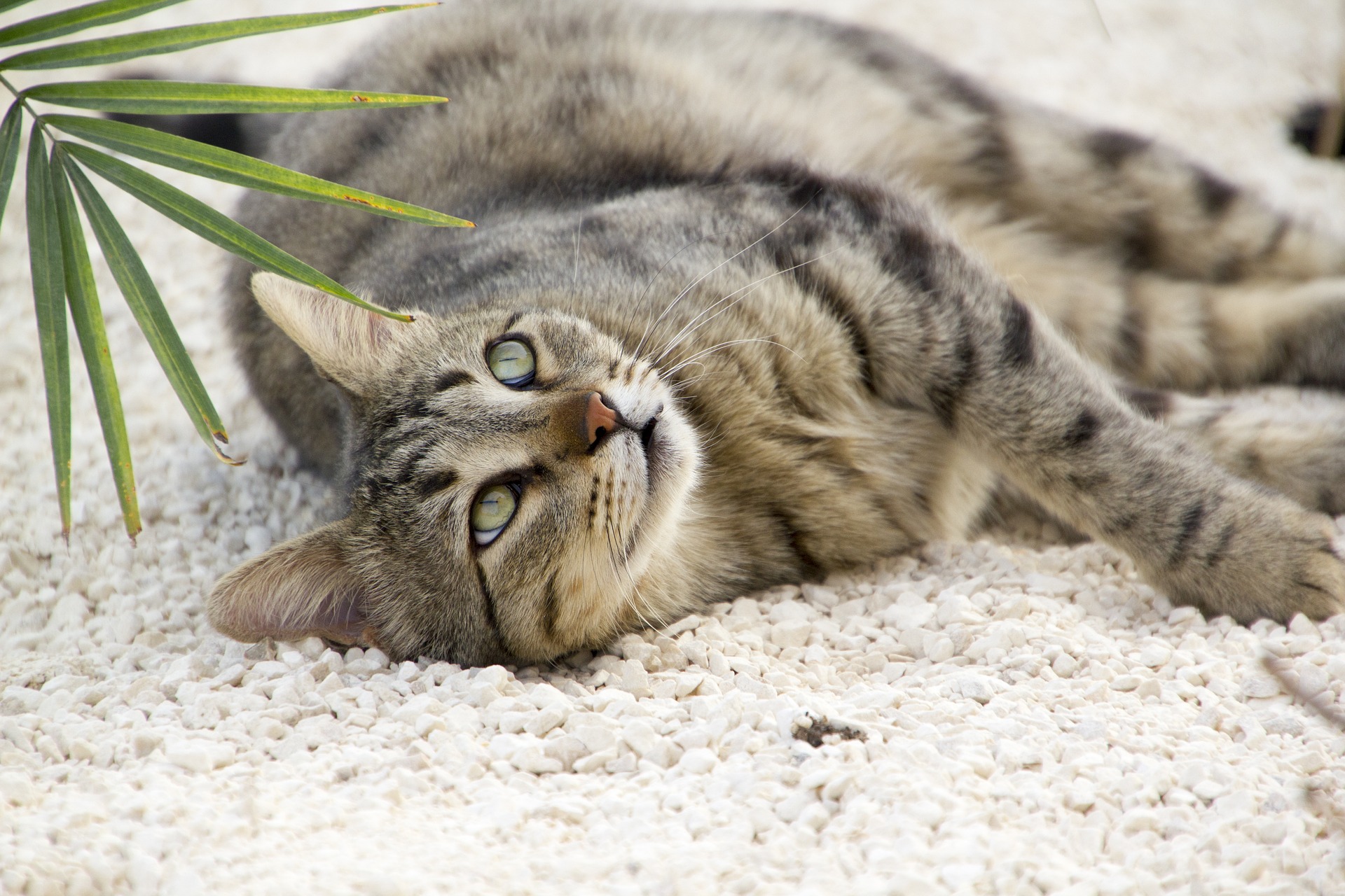 Tipos de arena para gatos