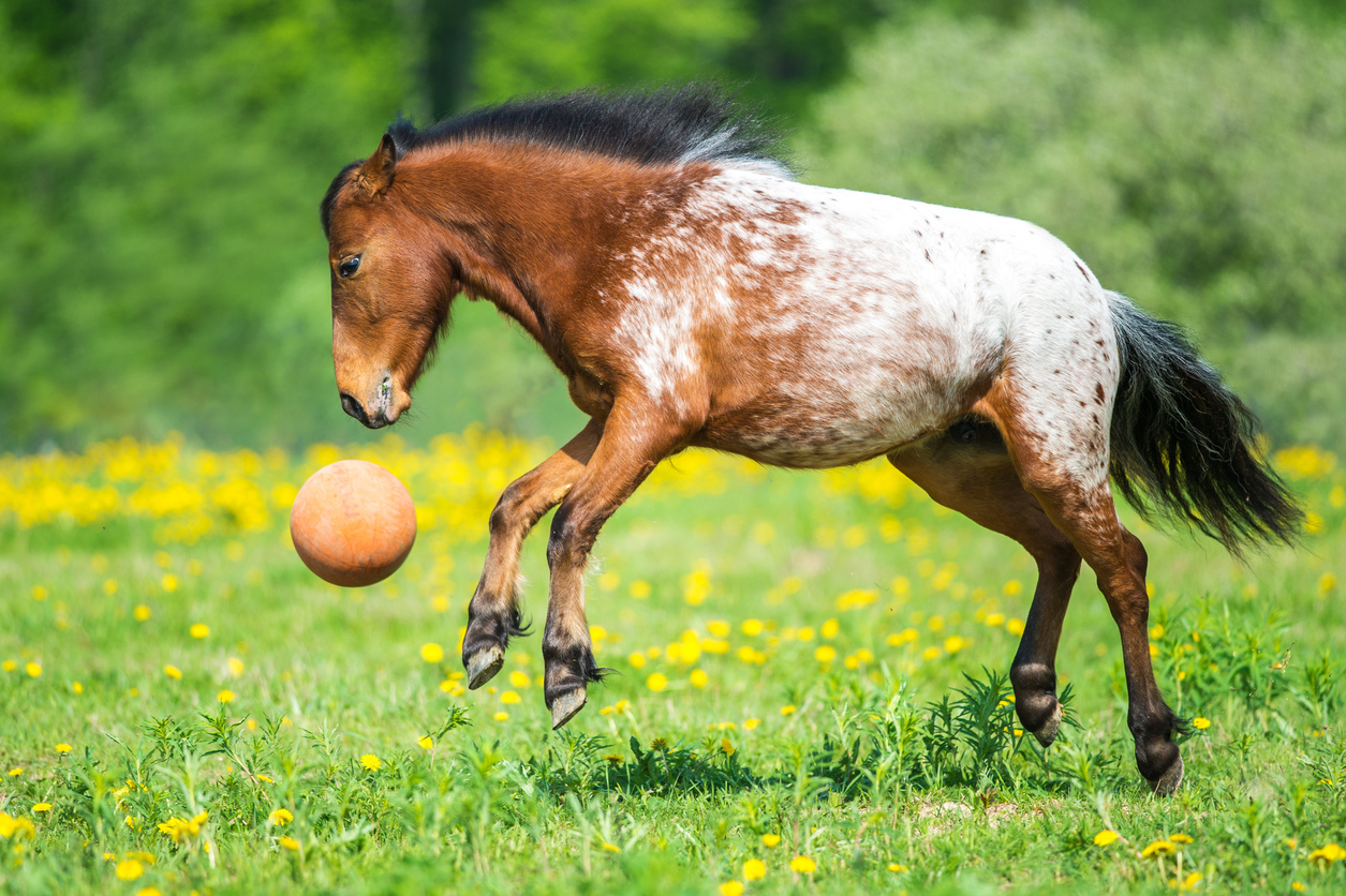 beneficios de las pelotas para caballos