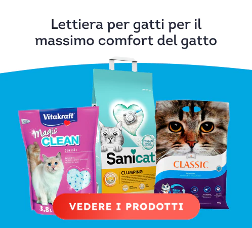 /gatti/s_sabbietta