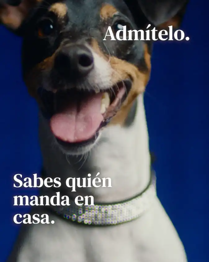 Musqui Pelota de Tenis Azul para Perros - Miscota España