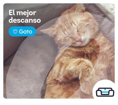 /gatos/c_descanso