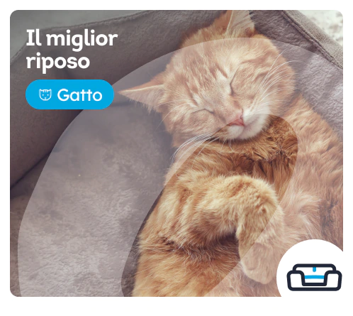 /gatti/c_riposo