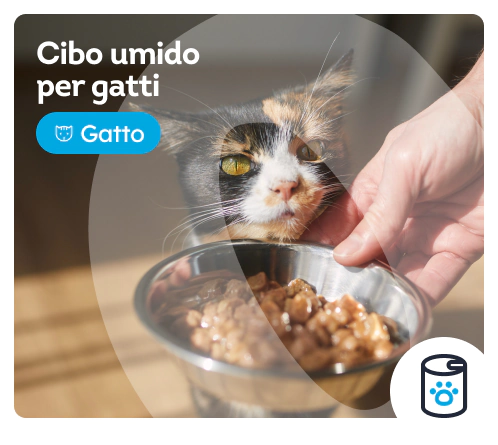/gatti/s_cibo-umido