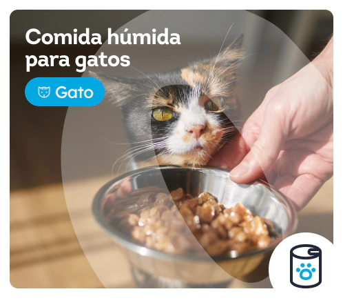 /gatos/s_racao-umida