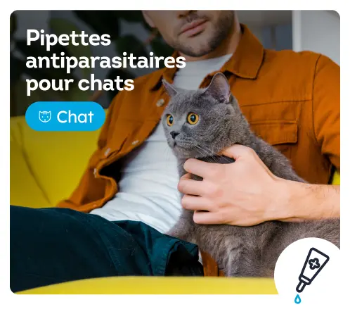 /chats/s_pipettes