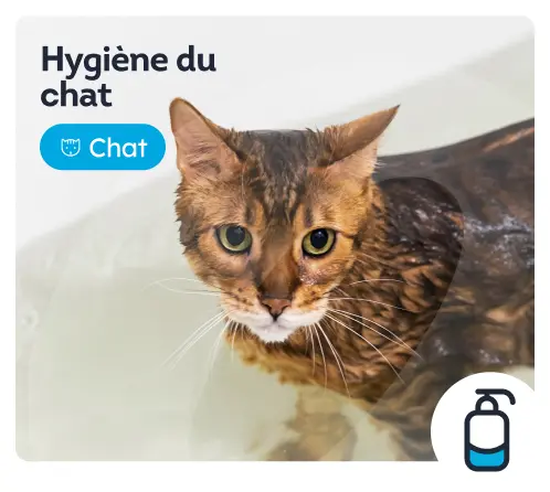 /chats/c_coiffure-et-hygiene