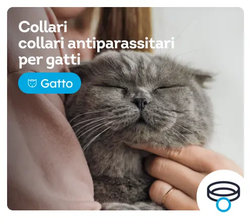 /gatti/s_collari