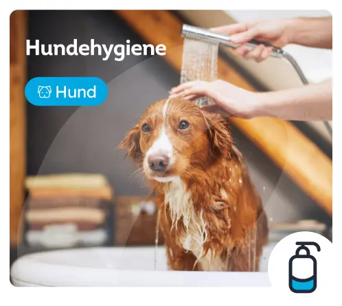 /hunde/c_fell-und-hygiene