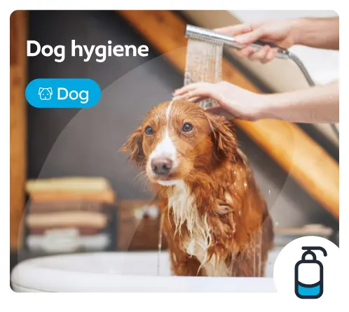/dogs/c_hairdressing-and-hygiene