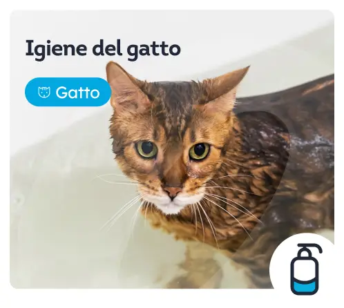 /gatti/c_toilettatura-ed-igiene