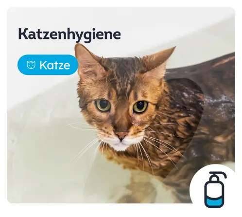 /katzen/c_fell-und-hygiene