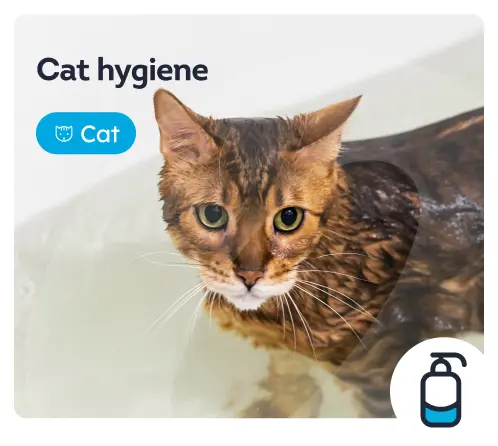 /cats/c_hairdressing-and-hygiene