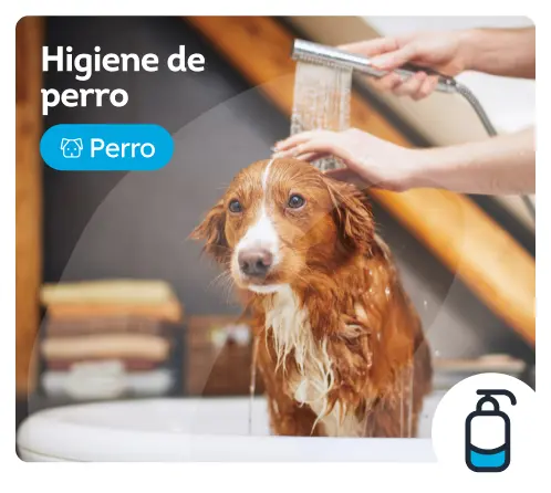 /perros/c_peluqueria-higiene