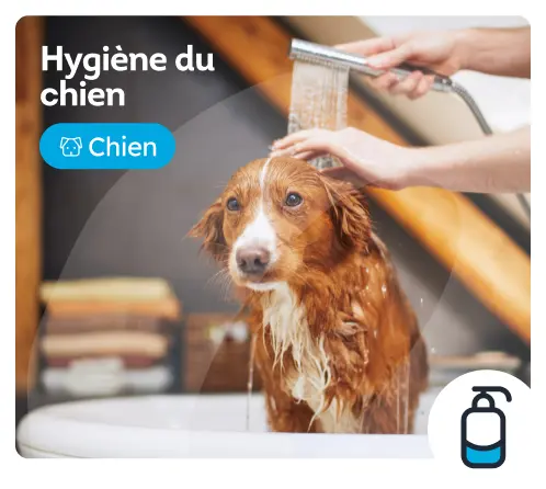 /chiens/c_coiffure-et-hygiene