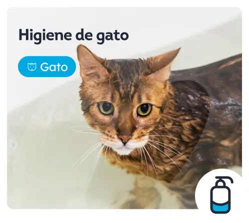 /gatos/c_peluqueria-higiene