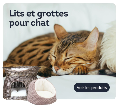 /chats/c_confort