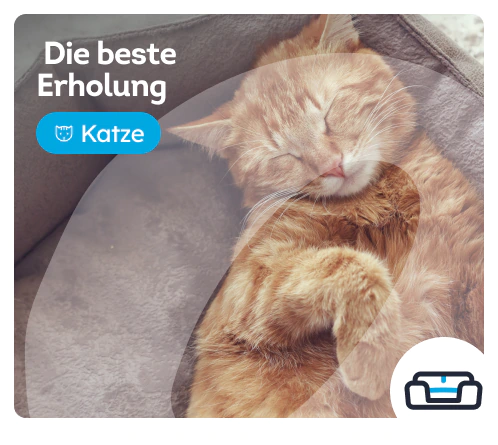 /katzen/c_ruckzugsort