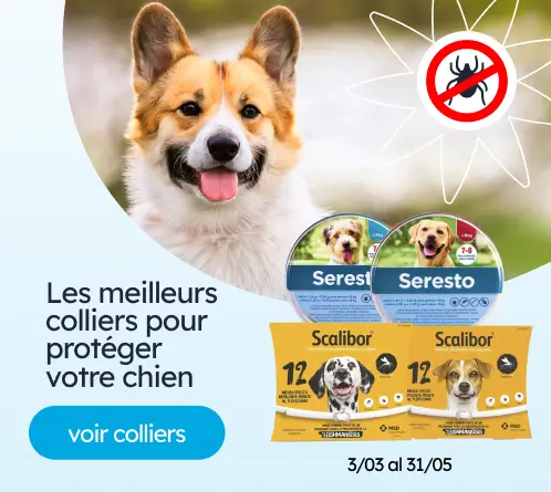 /chiens/s_colliers-609